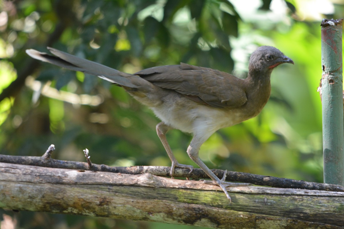 Gray-headed Chachalaca - ML643577045