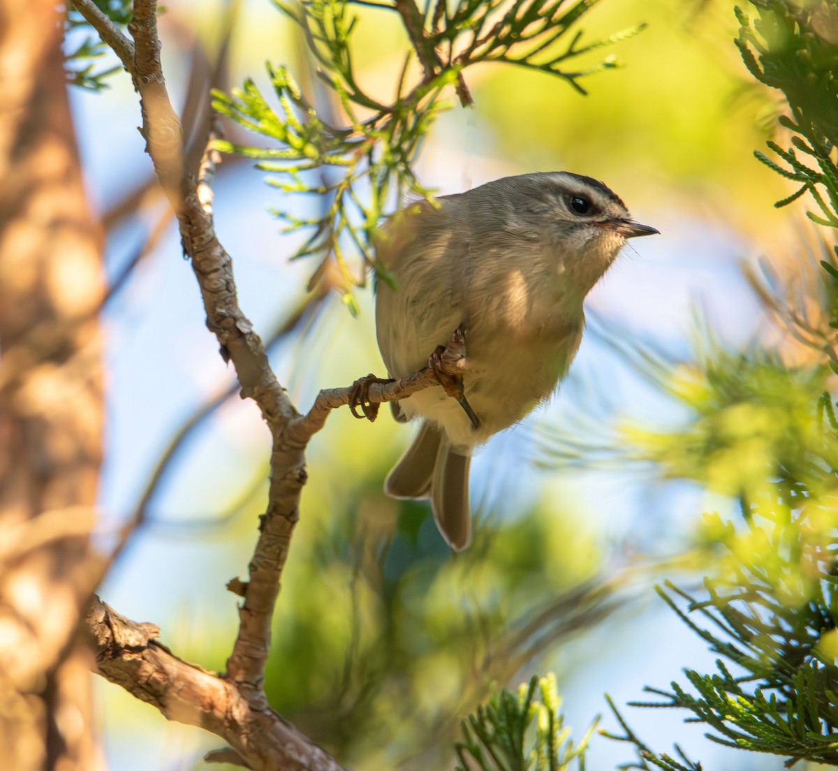 Golden-crowned Kinglet - ML643577046