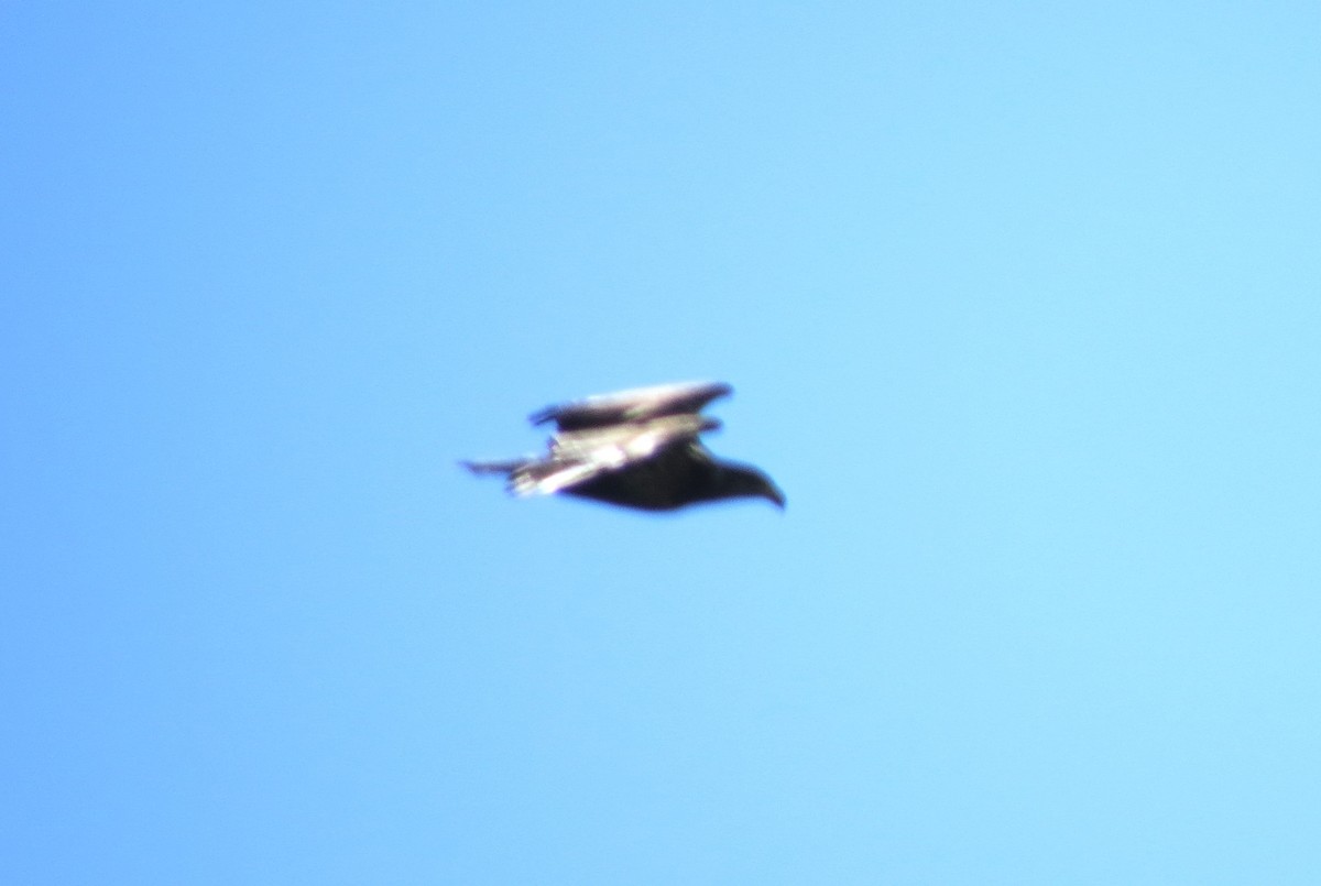 Bald Eagle - ML643577047