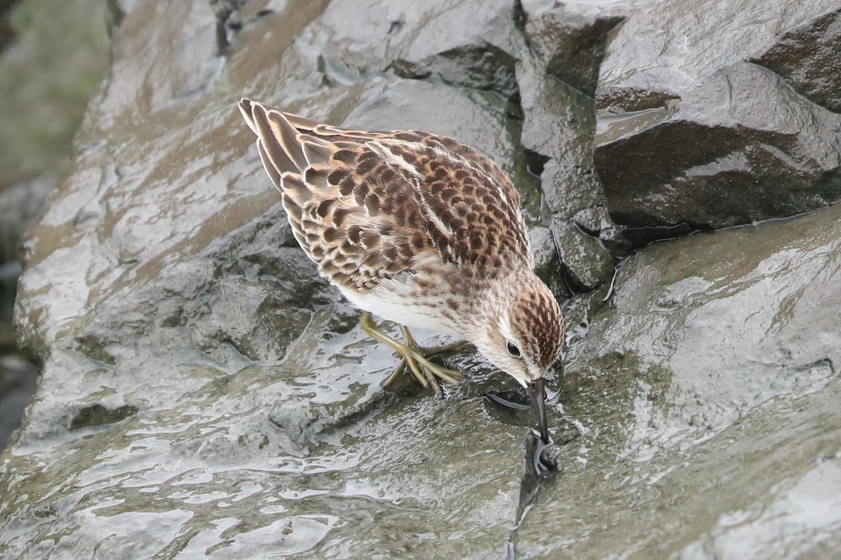 Least Sandpiper - ML643577049