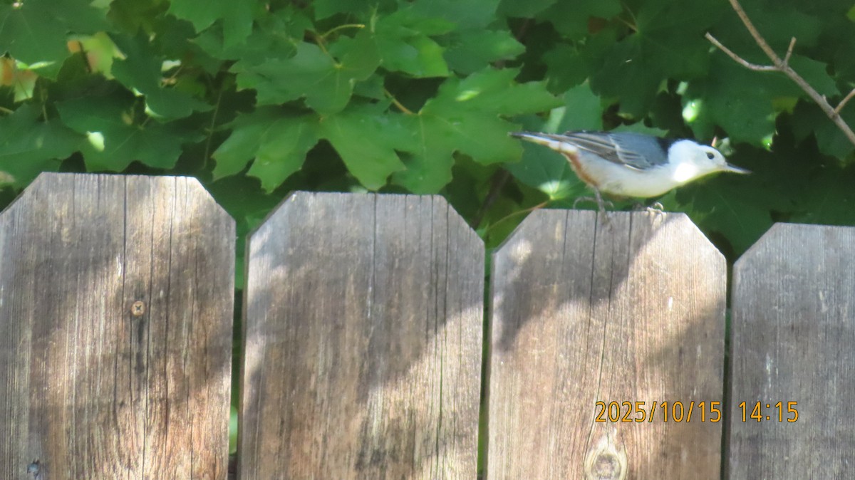 White-breasted Nuthatch - ML643577064