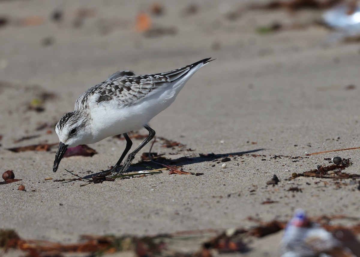 Sanderling - ML643577080