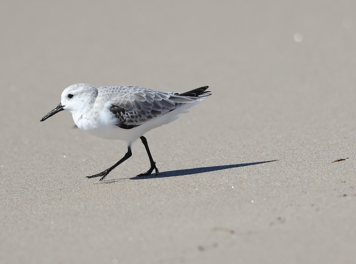 Sanderling - ML643577081