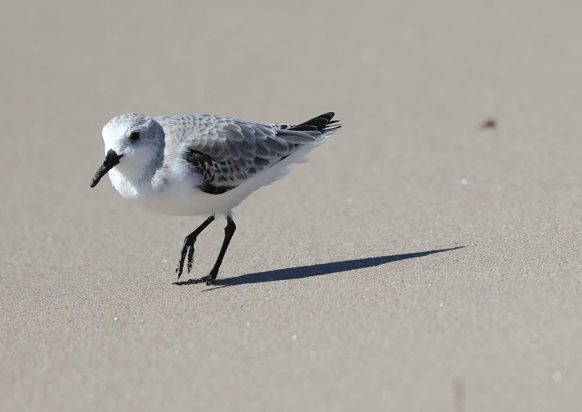 Sanderling - ML643577082