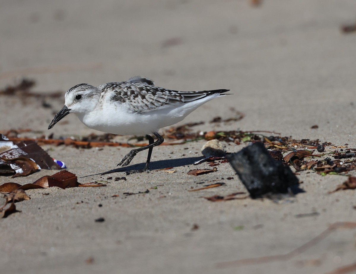Sanderling - ML643577084