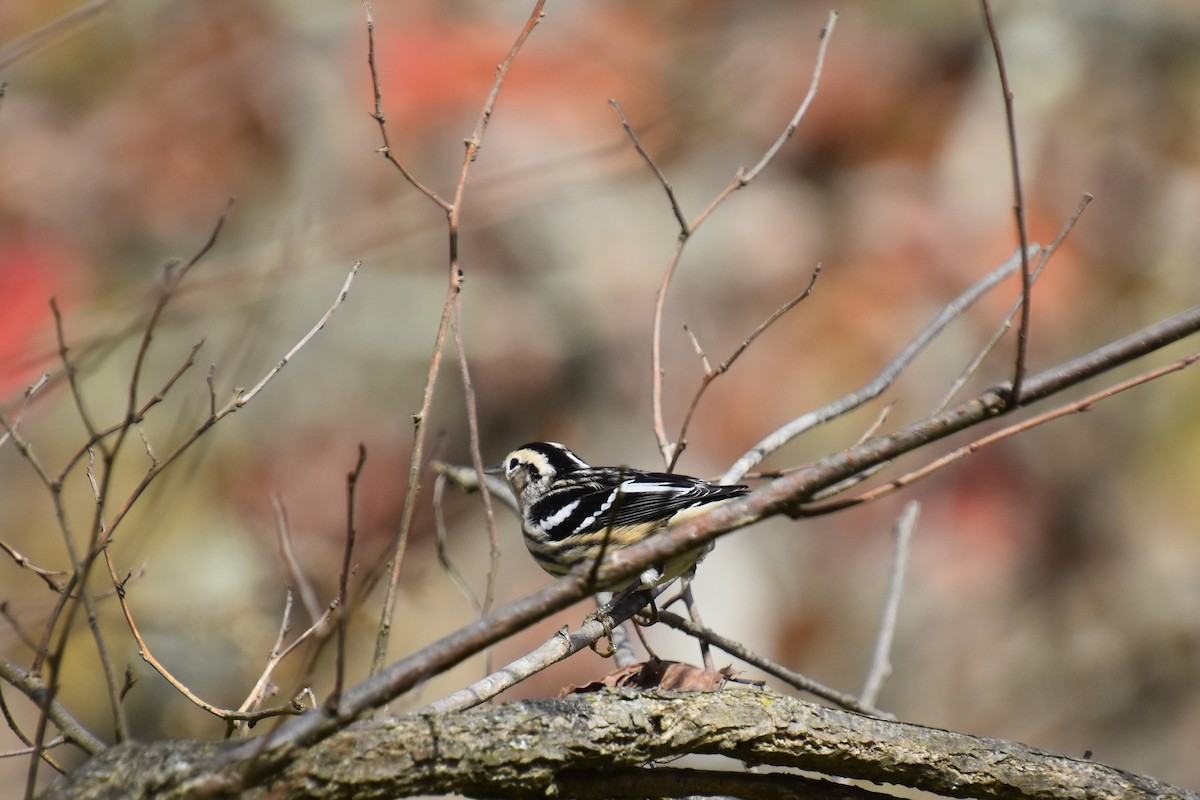 Black-and-white Warbler - ML643577085
