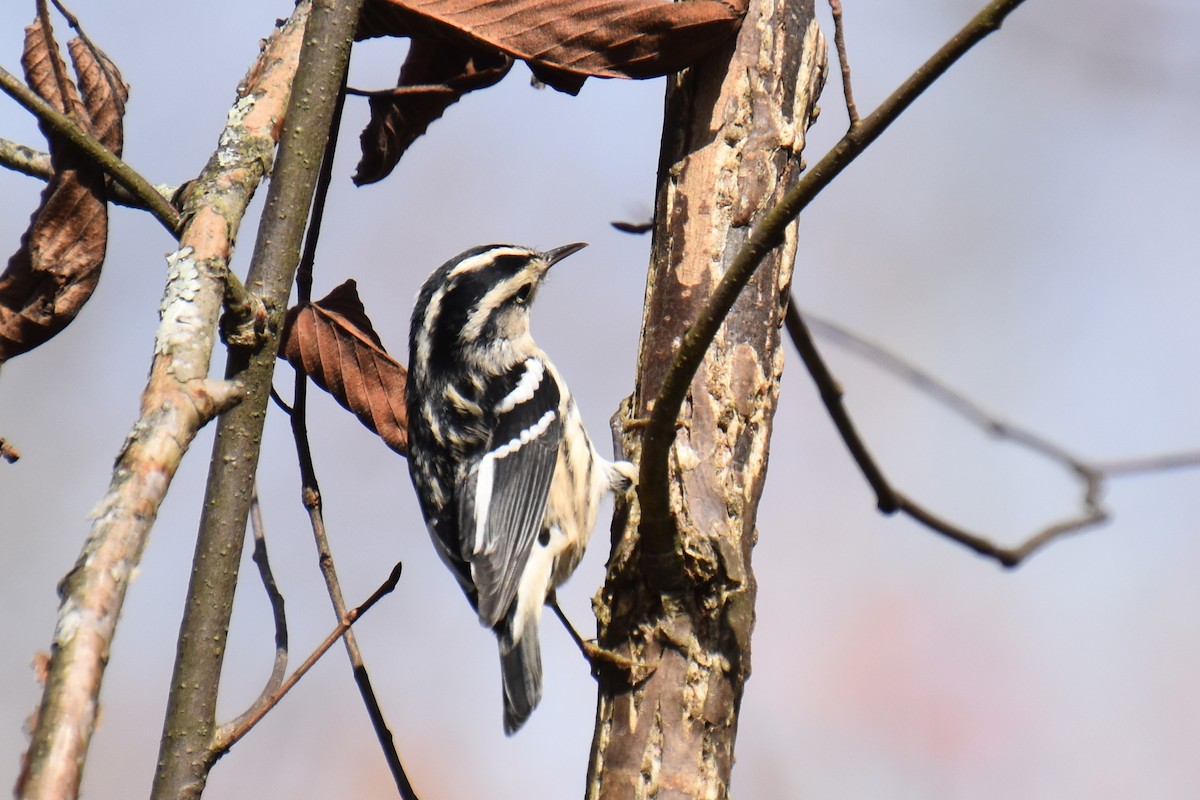 Black-and-white Warbler - ML643577089
