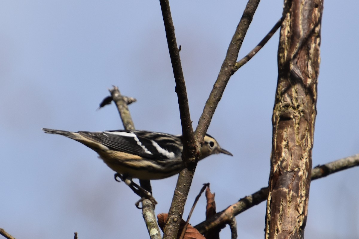 Black-and-white Warbler - ML643577090