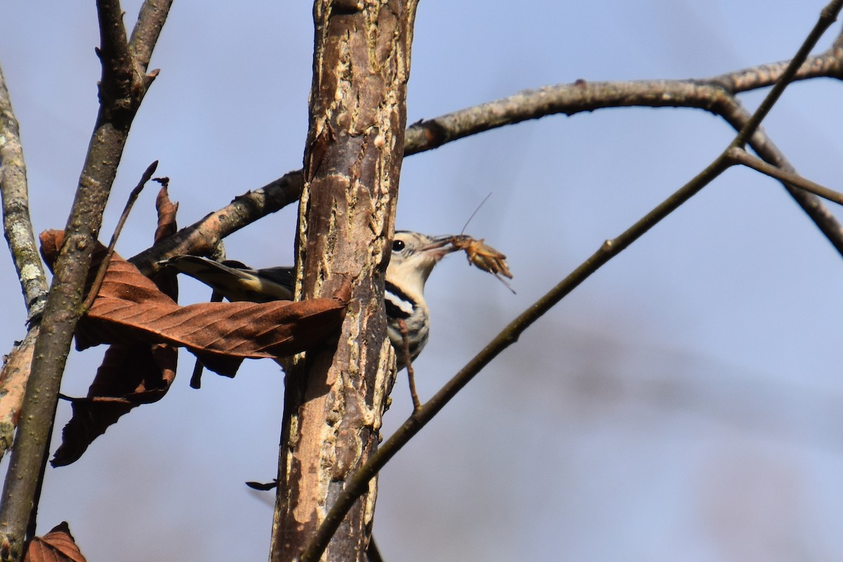Black-and-white Warbler - ML643577091
