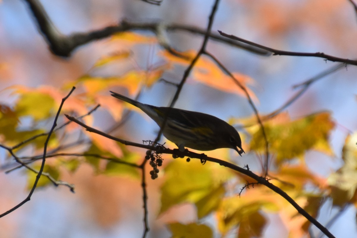 Yellow-rumped Warbler (Myrtle) - ML643577100