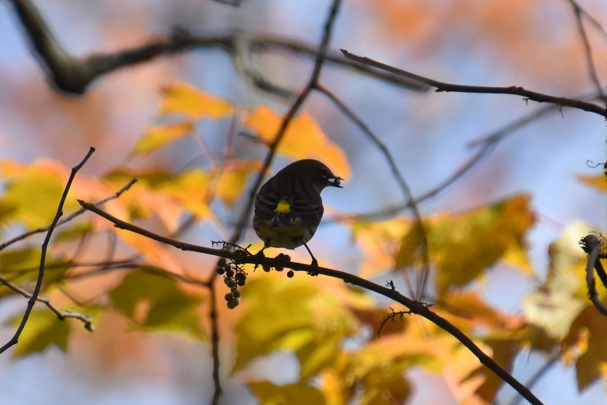 Yellow-rumped Warbler (Myrtle) - ML643577102