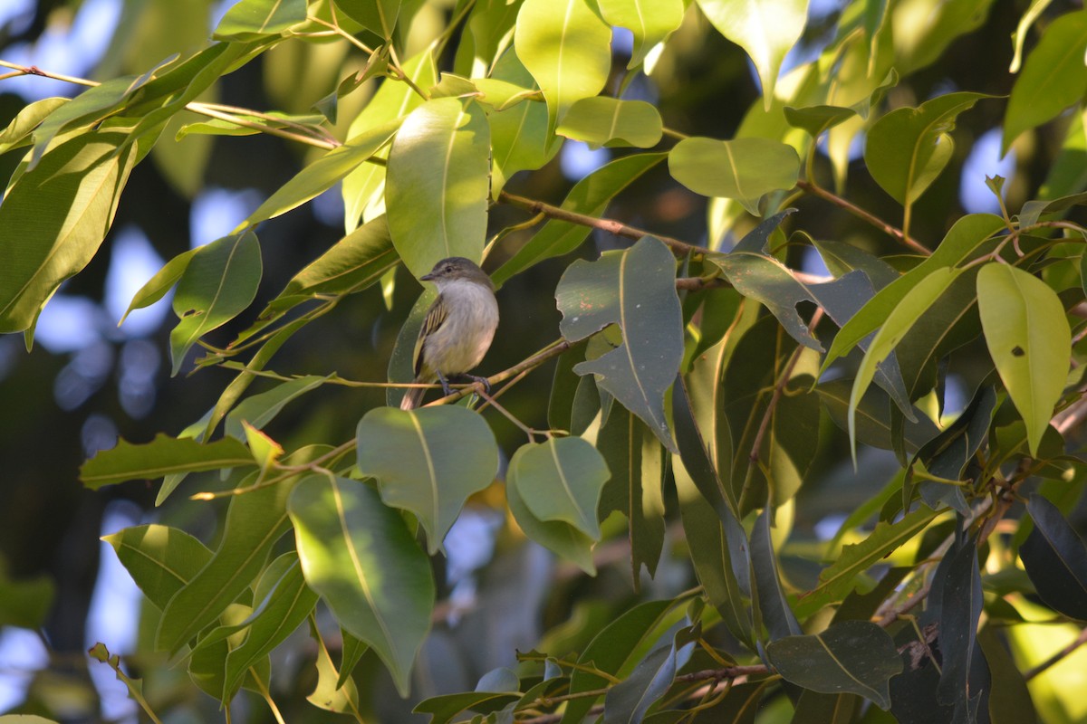 Mistletoe Tyrannulet - ML643577108