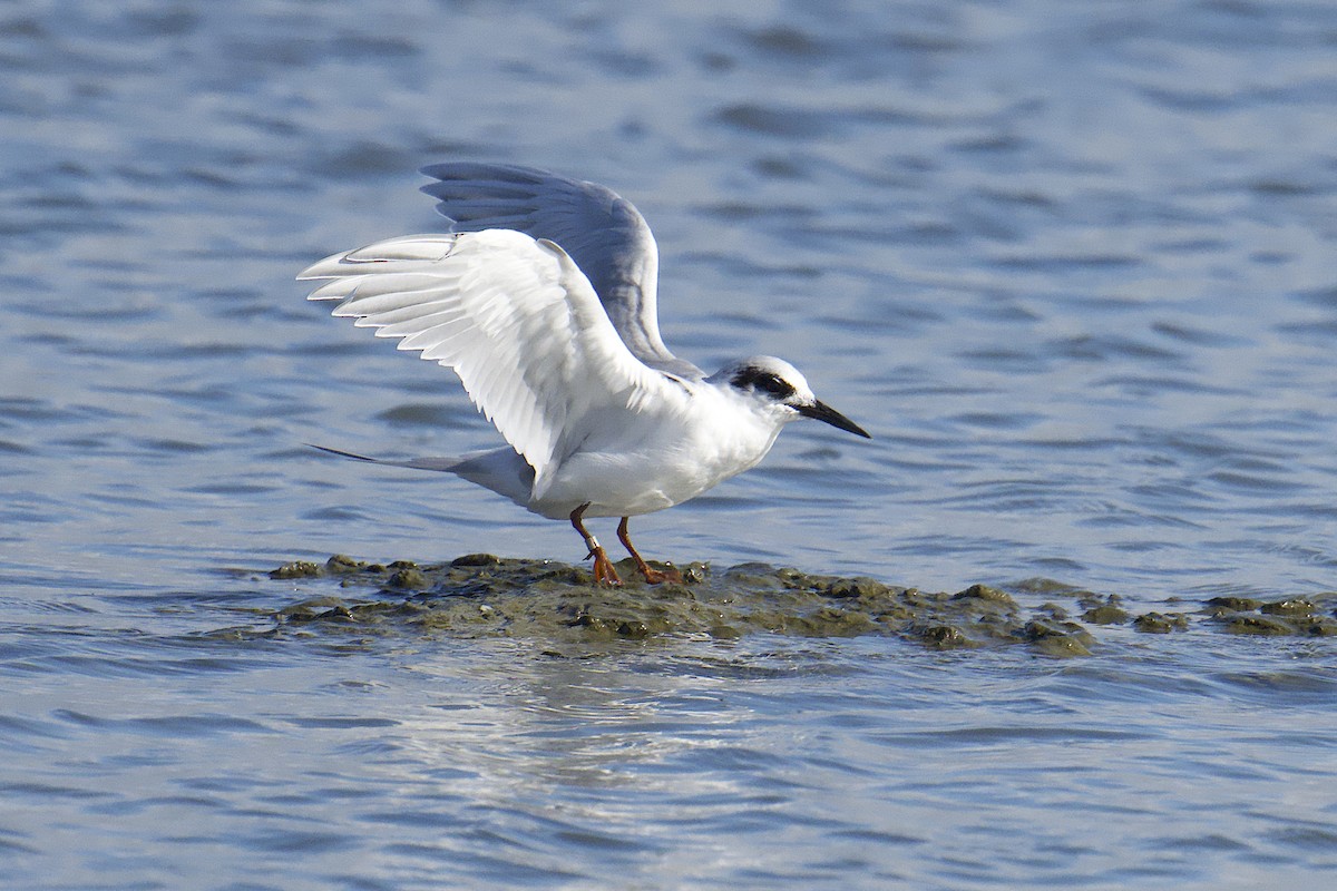 Forster's Tern - ML643577126