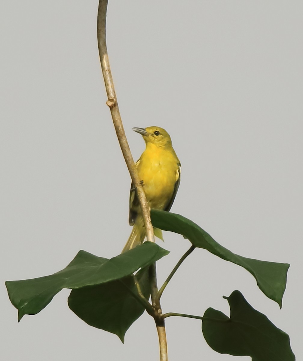 Common Iora - ML643577130