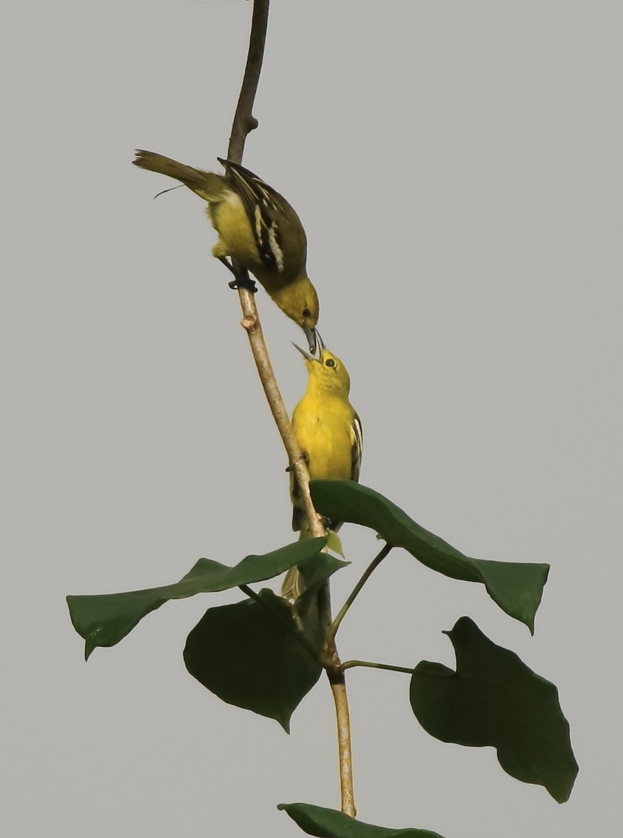 Common Iora - ML643577135