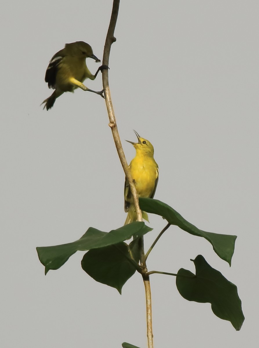 Common Iora - ML643577139