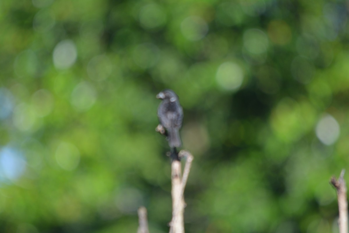 Variable Seedeater - ML643577143