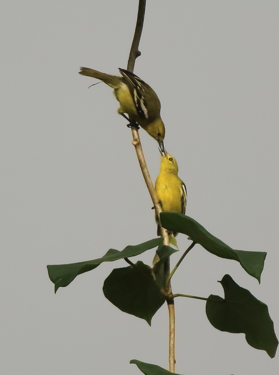Common Iora - ML643577146