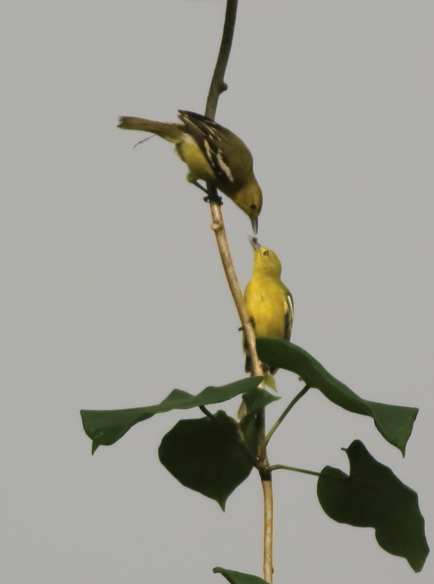 Common Iora - ML643577147