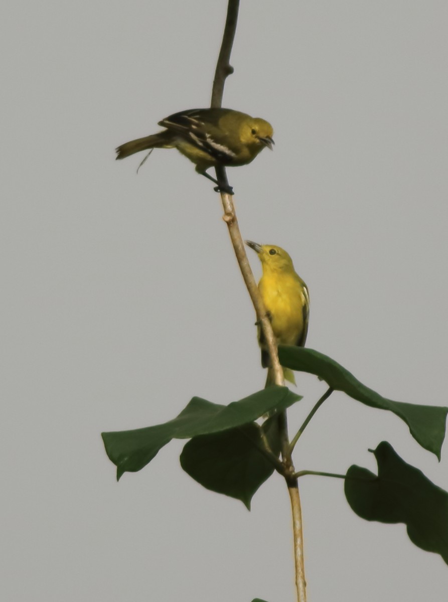 Common Iora - ML643577148