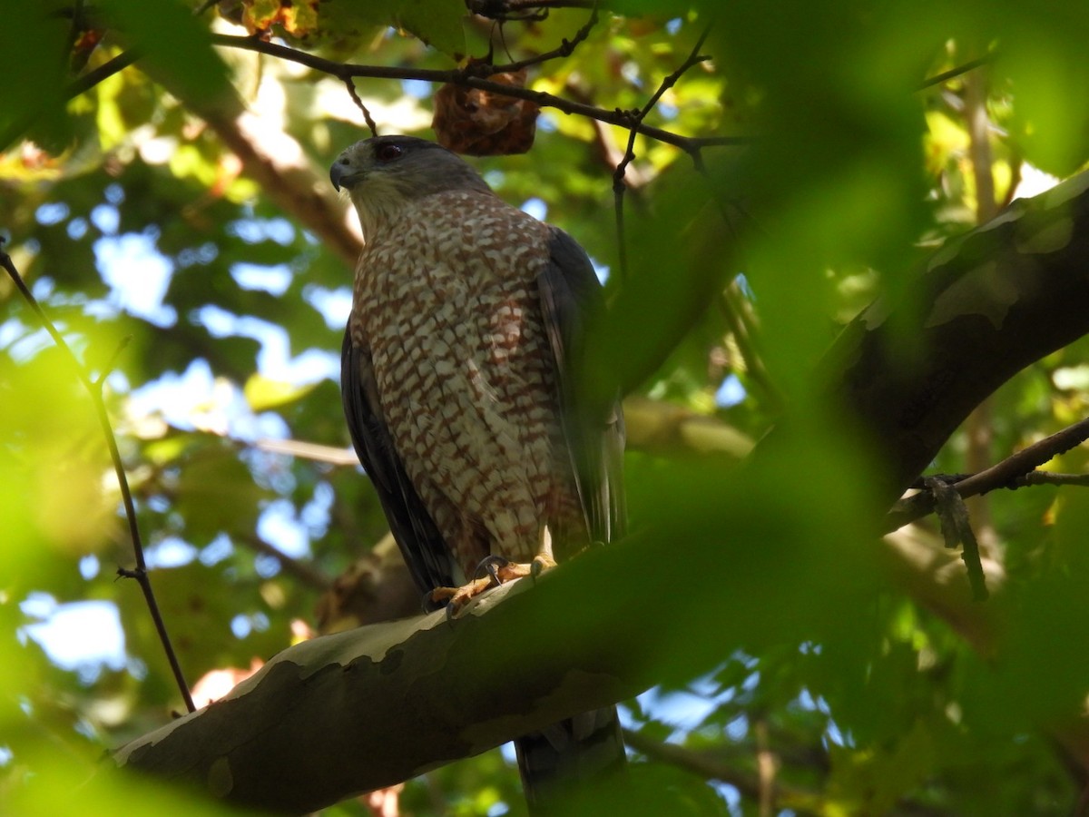 Cooper's Hawk - ML643577171