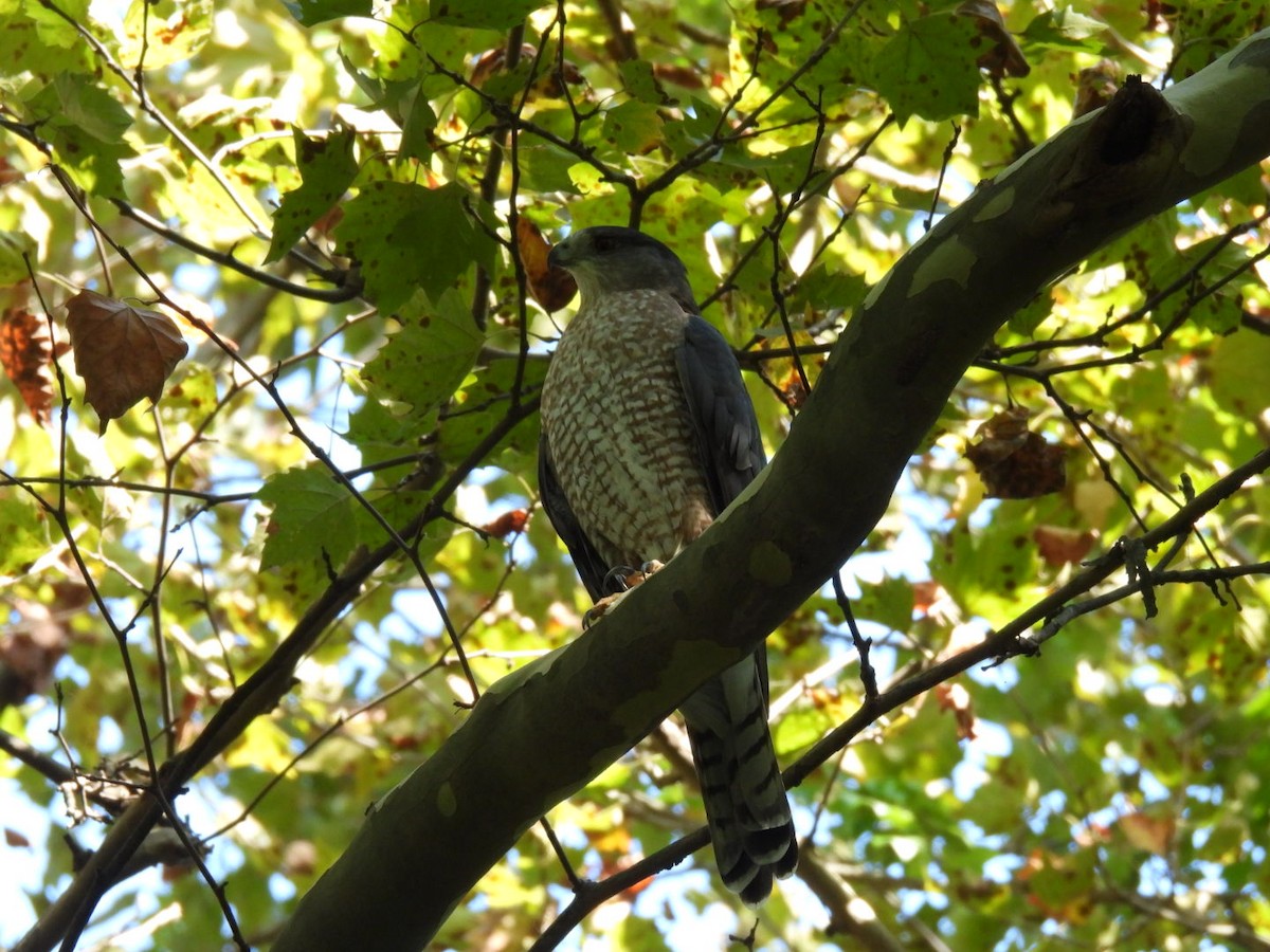 Cooper's Hawk - ML643577172