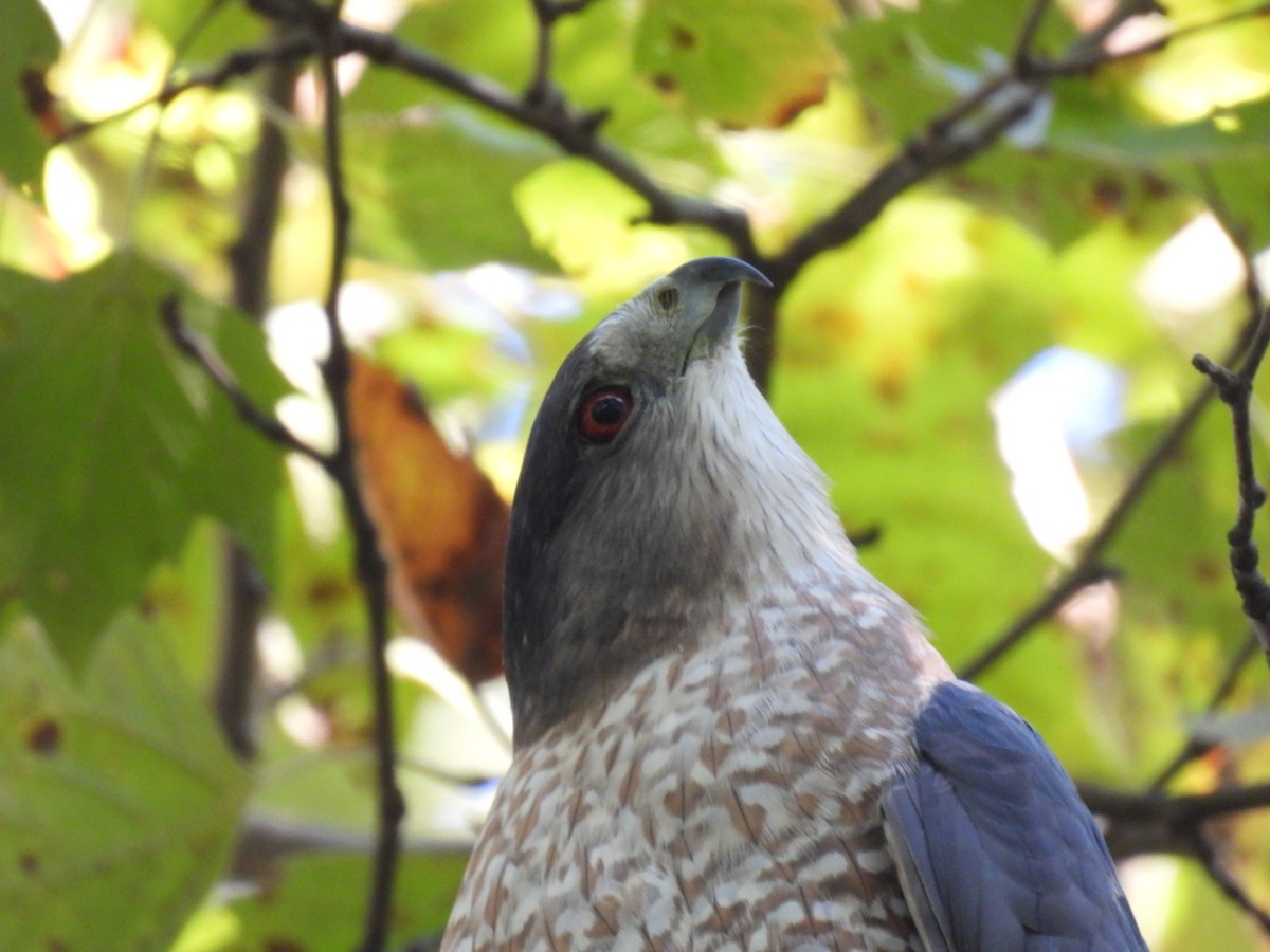 Cooper's Hawk - ML643577173