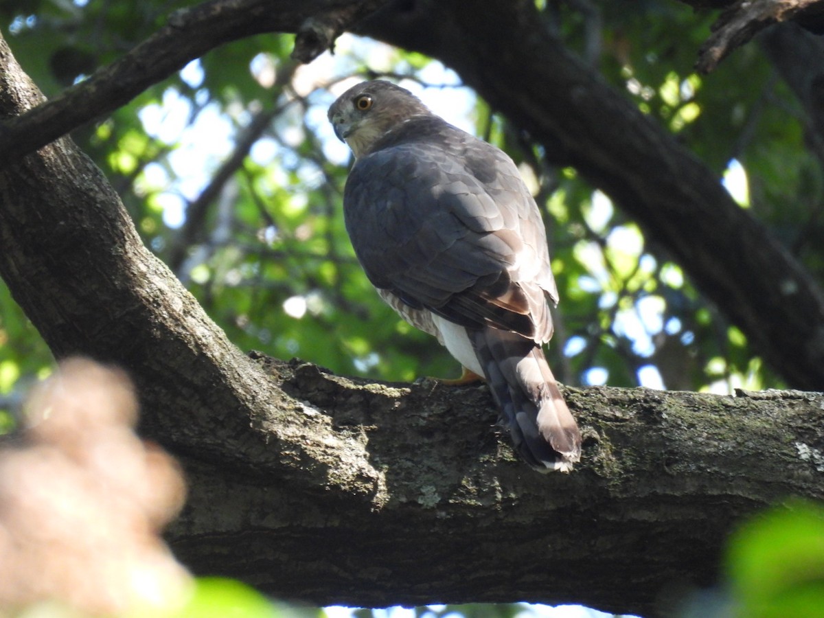 Cooper's Hawk - ML643577174