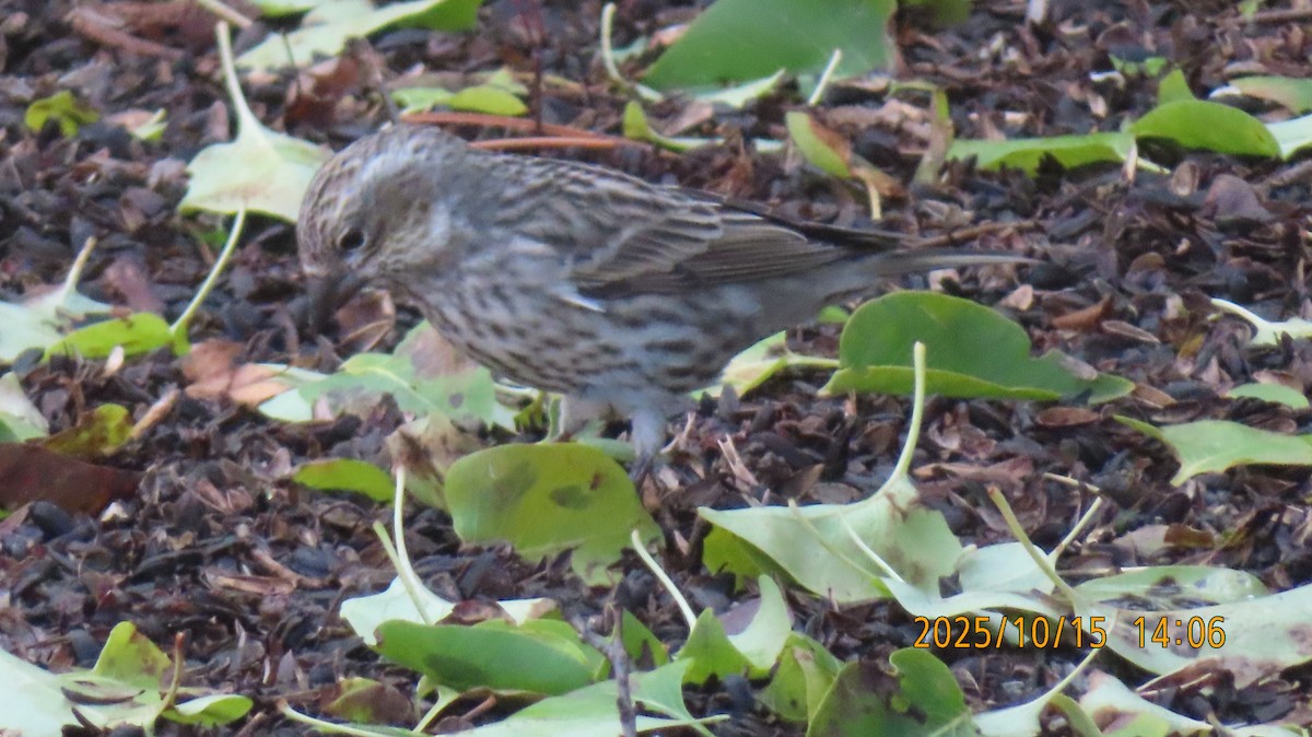 Cassin's Finch - ML643577182