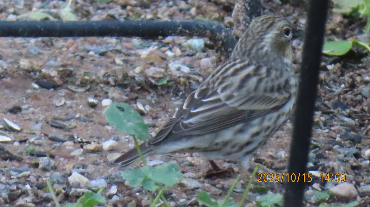 Cassin's Finch - ML643577183