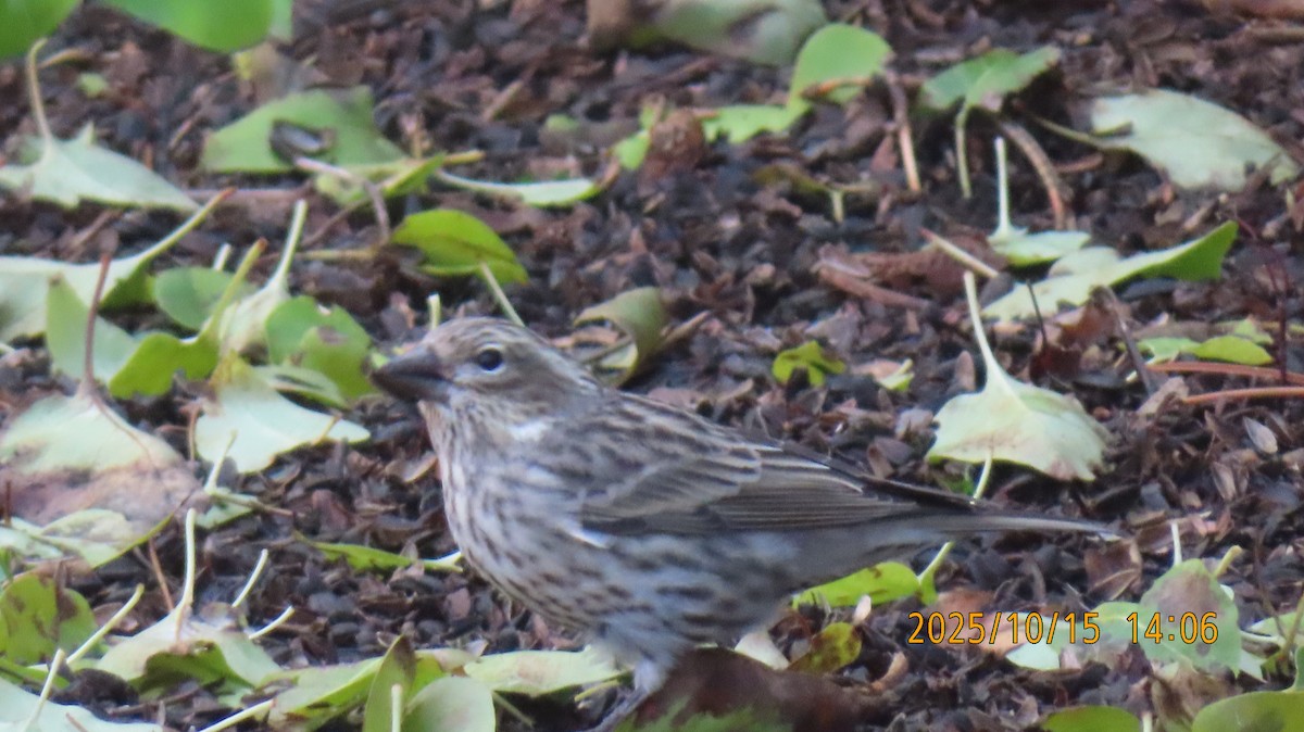 Cassin's Finch - ML643577184