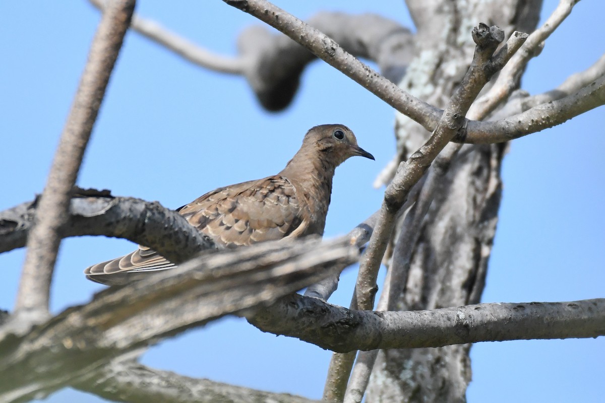 Mourning Dove - ML643577193