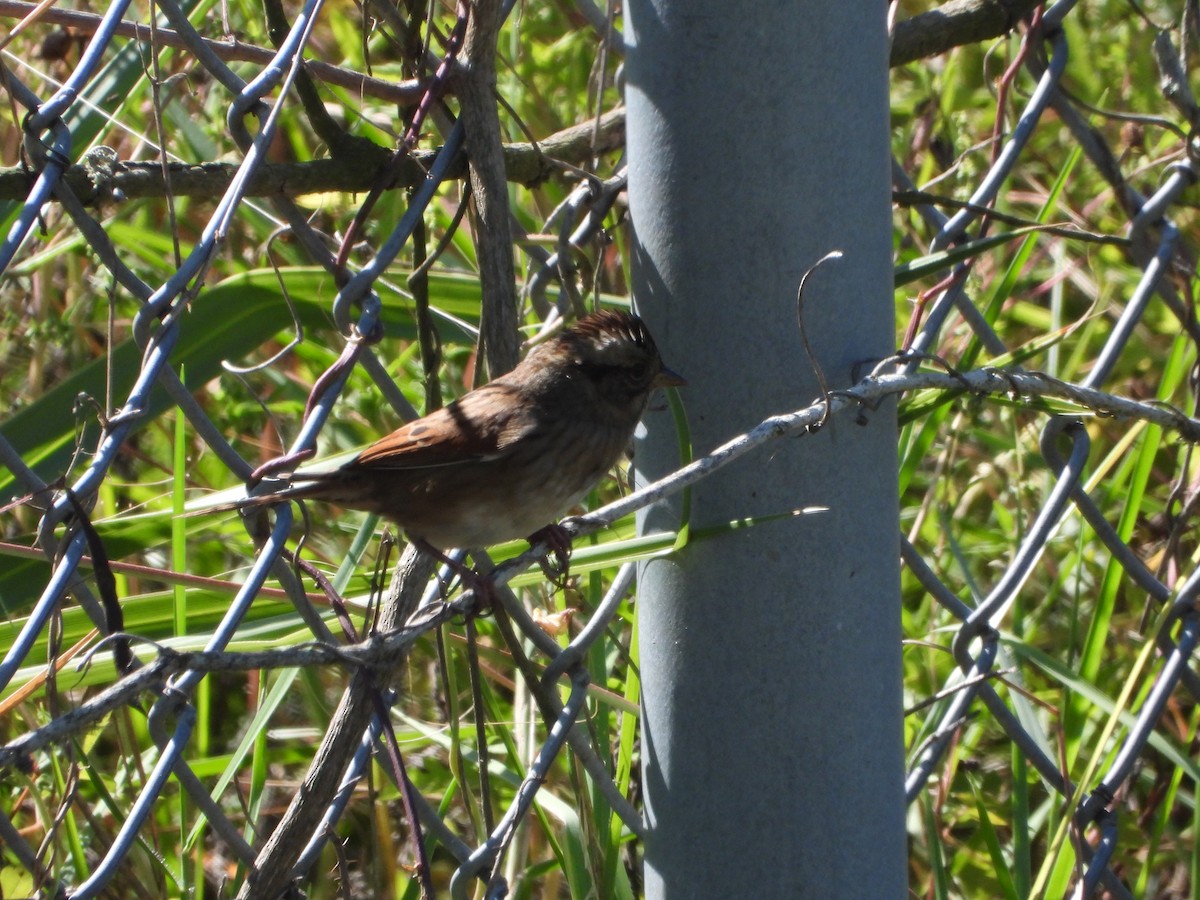 Swamp Sparrow - ML643577195