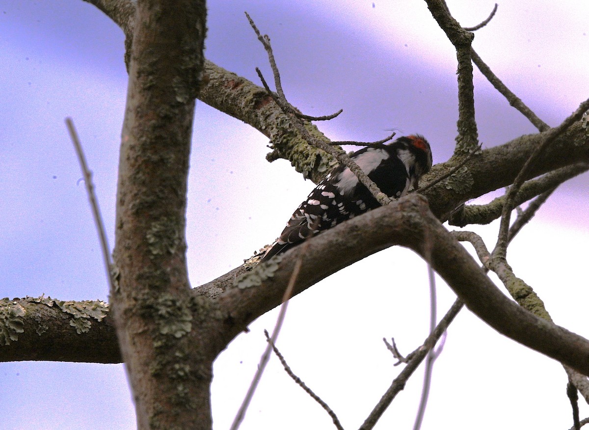 Downy Woodpecker (Eastern) - ML643577206