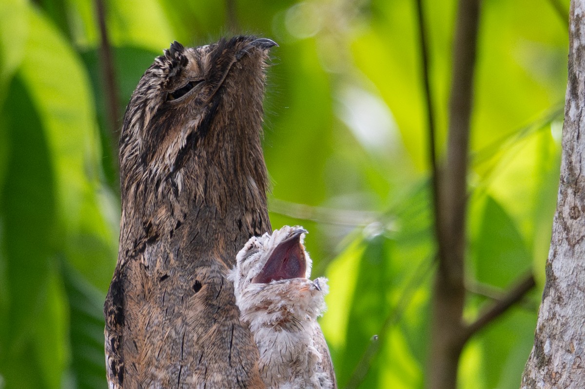 Common Potoo - ML643577208