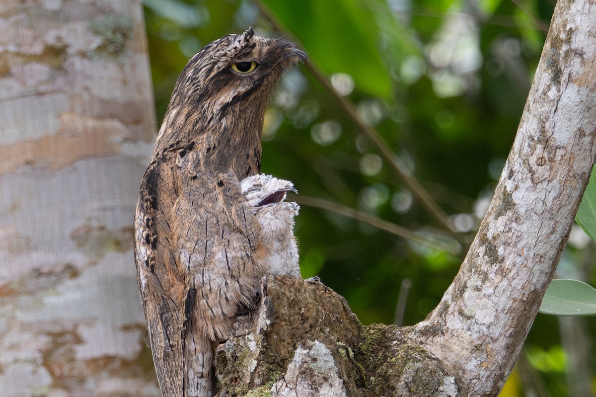 Common Potoo - ML643577209