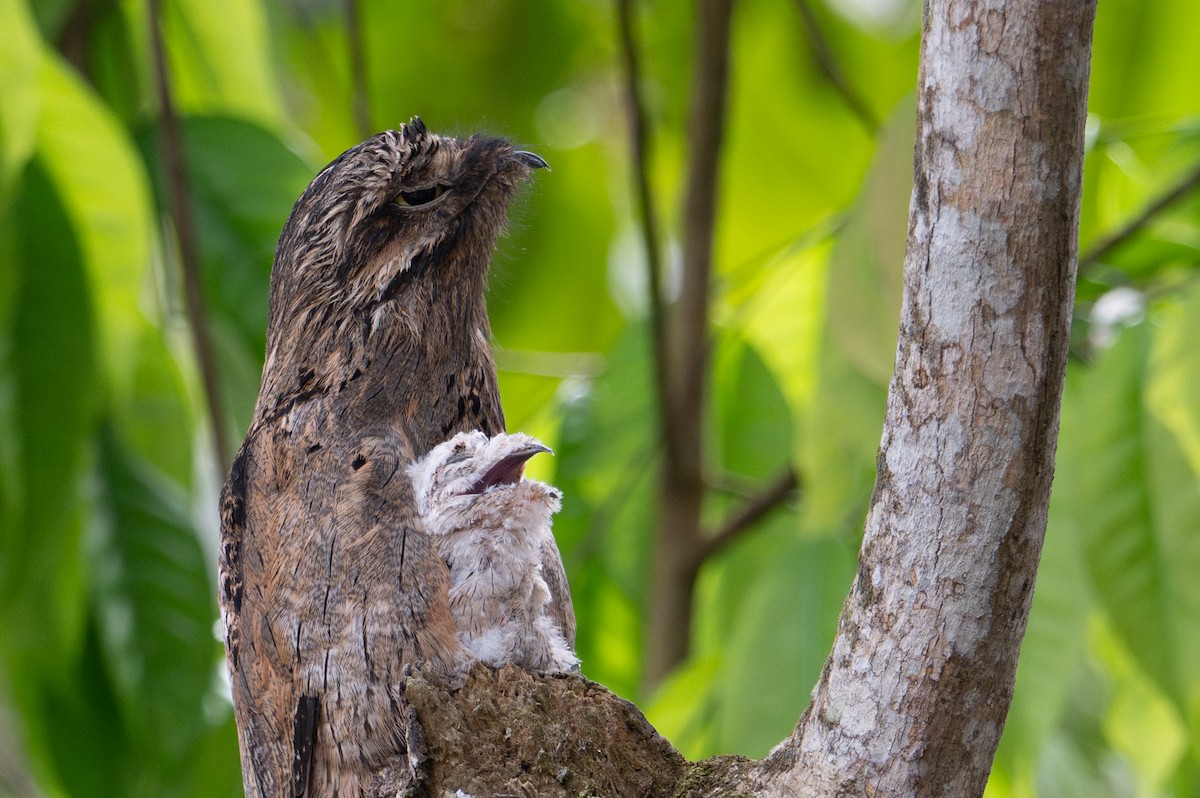 Common Potoo - ML643577210