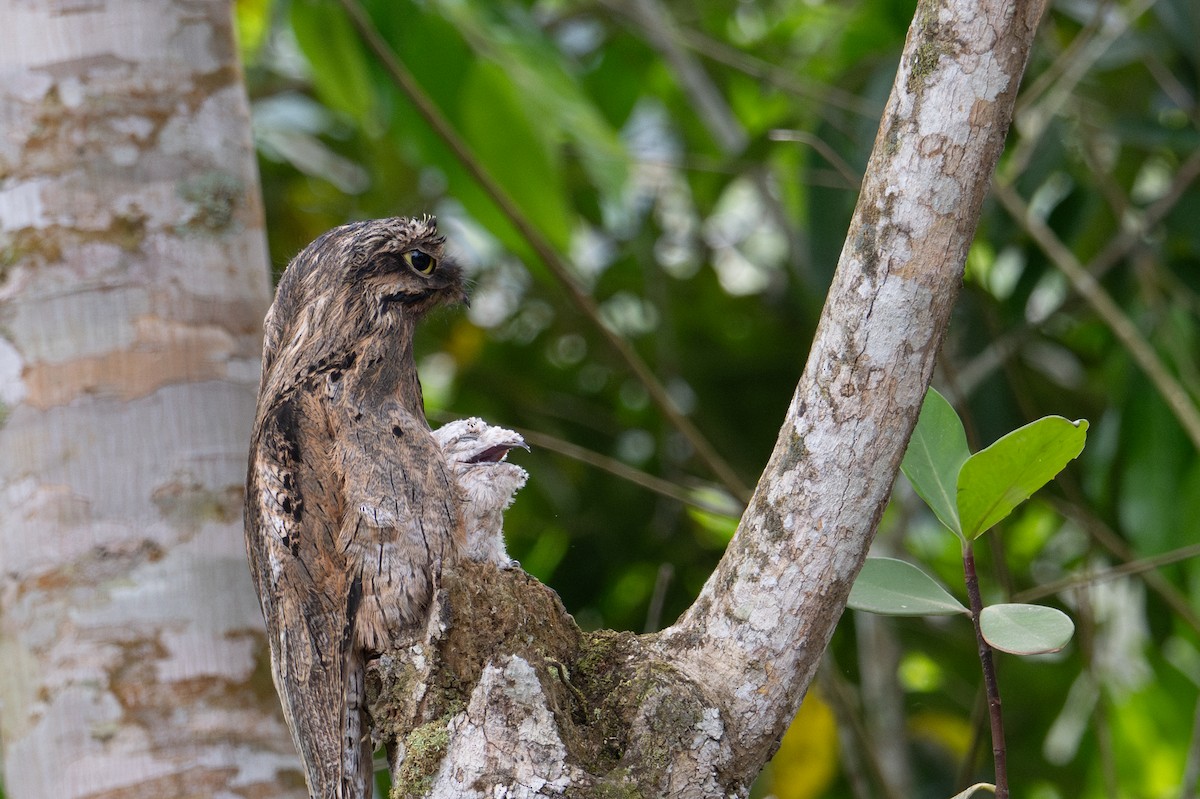 Common Potoo - ML643577211