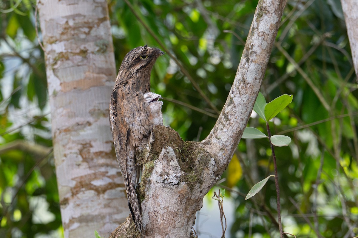 Common Potoo - ML643577213