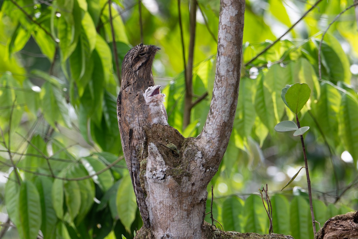 Common Potoo - ML643577214