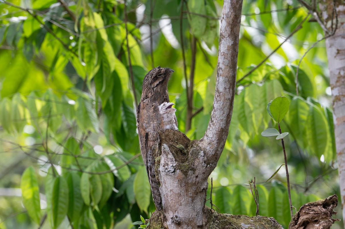 Common Potoo - ML643577215