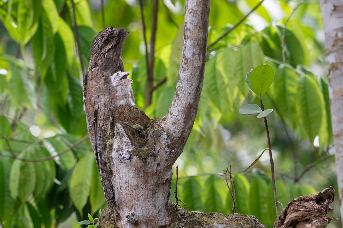 Common Potoo - ML643577216