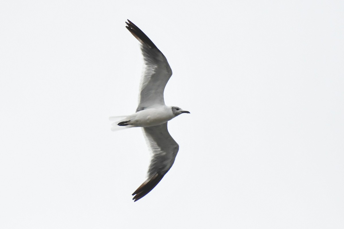 Laughing Gull - ML643577220