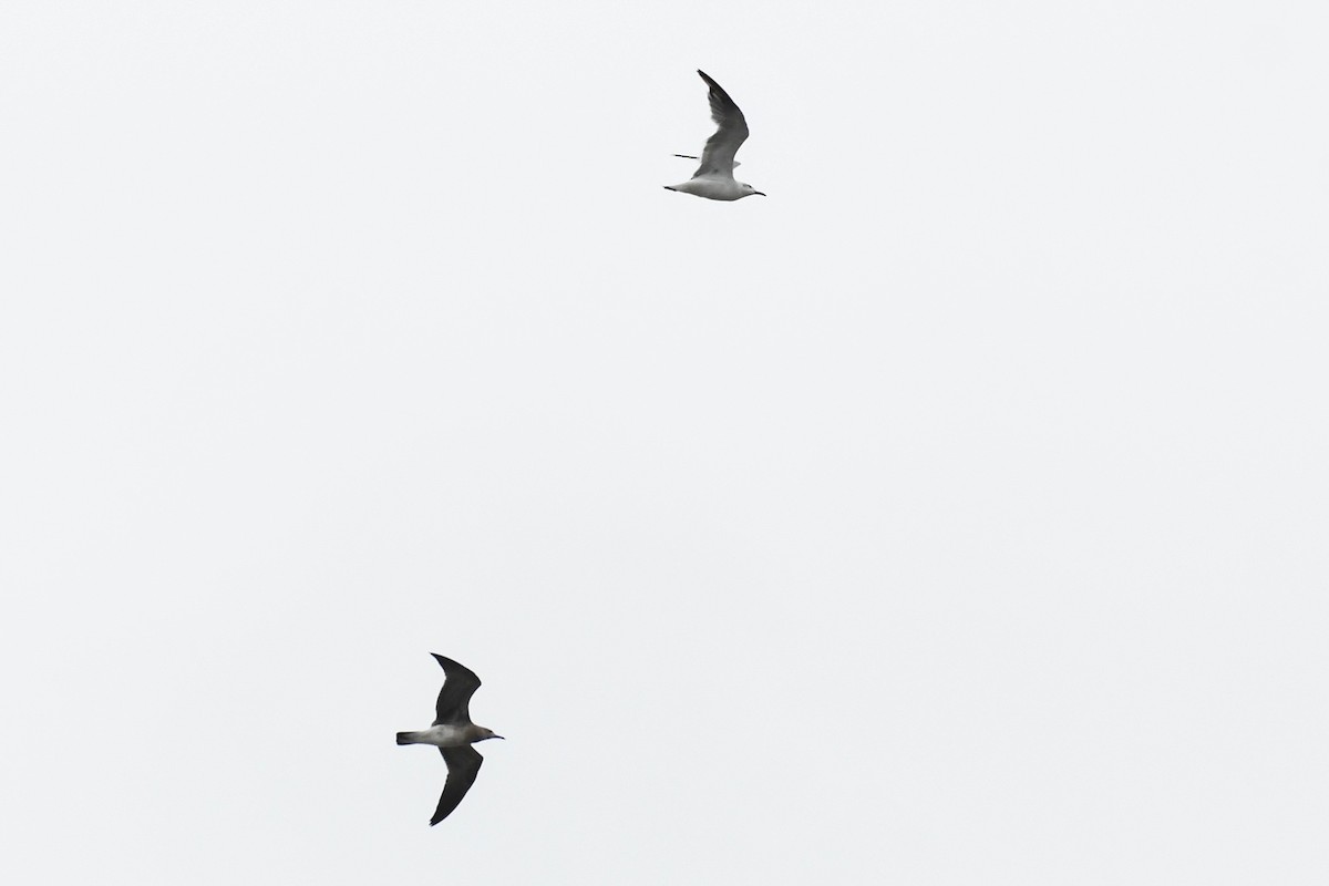 Laughing Gull - ML643577221