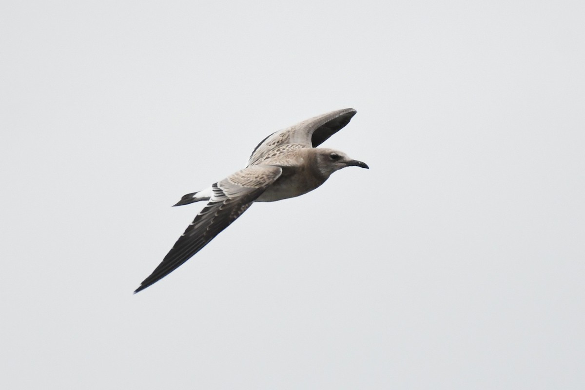 Laughing Gull - ML643577222