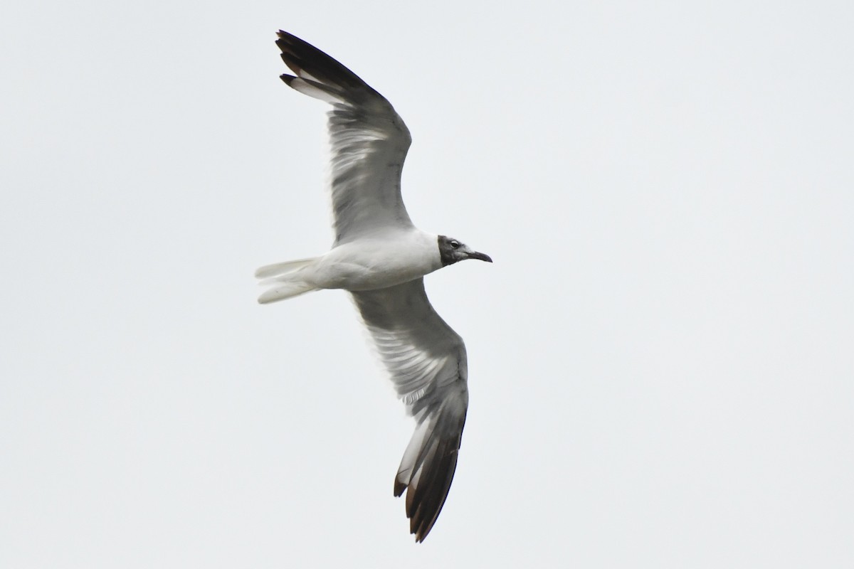 Laughing Gull - ML643577223