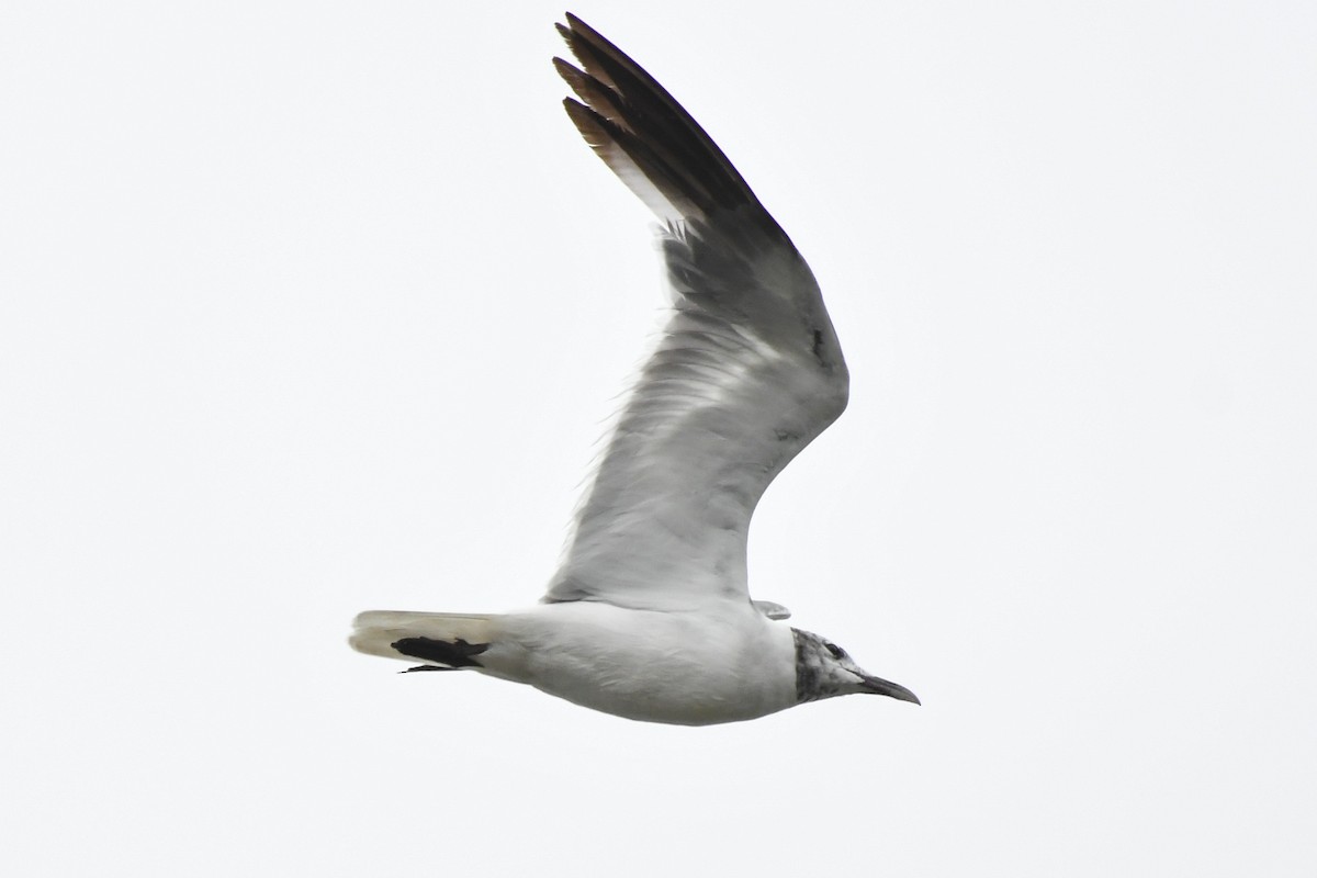 Laughing Gull - ML643577224