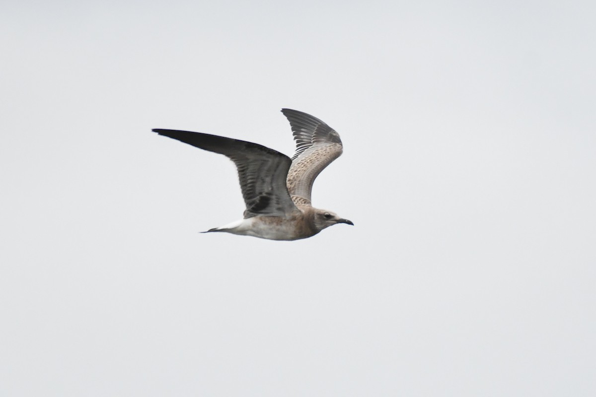 Laughing Gull - ML643577225