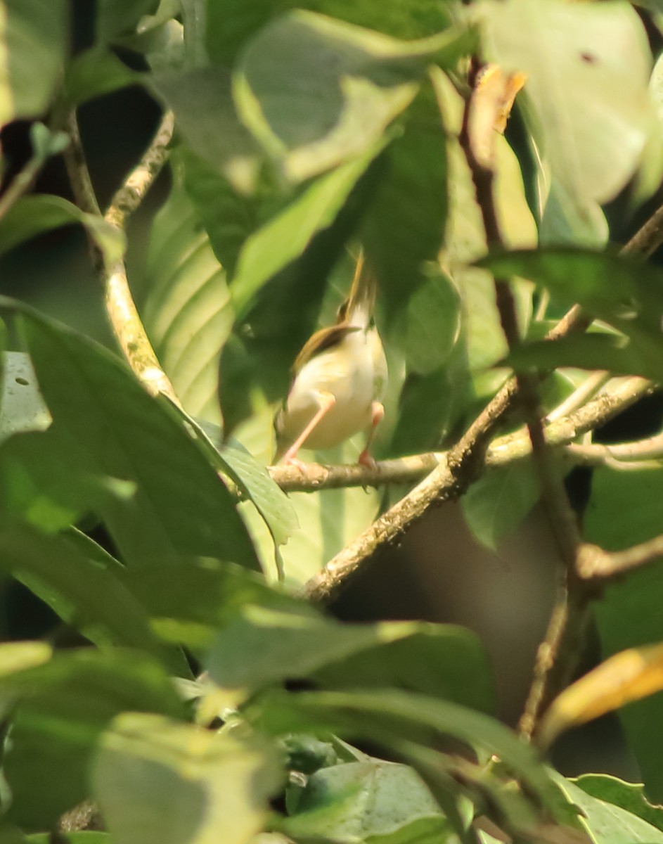 Common Tailorbird - ML643577256