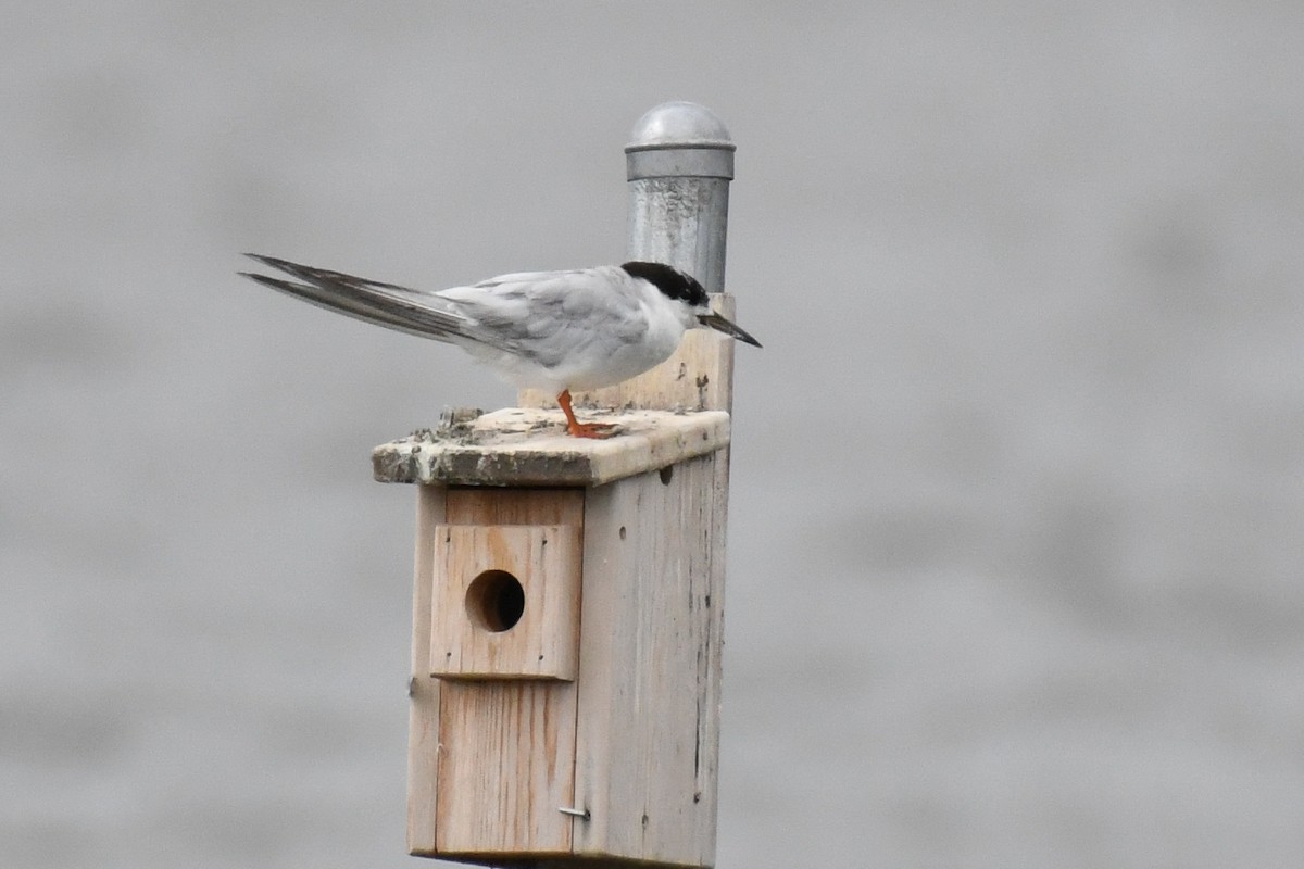 Forster's Tern - ML643577257